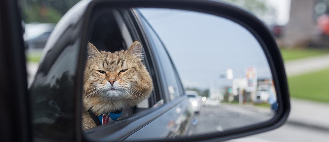 Handy Tips to Follow If You Are Driving with A Cat